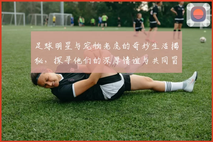 足球明星与宠物老虎的奇妙生活揭秘，探寻他们的深厚情谊与共同冒险